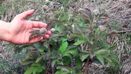 Başkentte endemik şakayık çiçeğine rastlandı - ANKARA