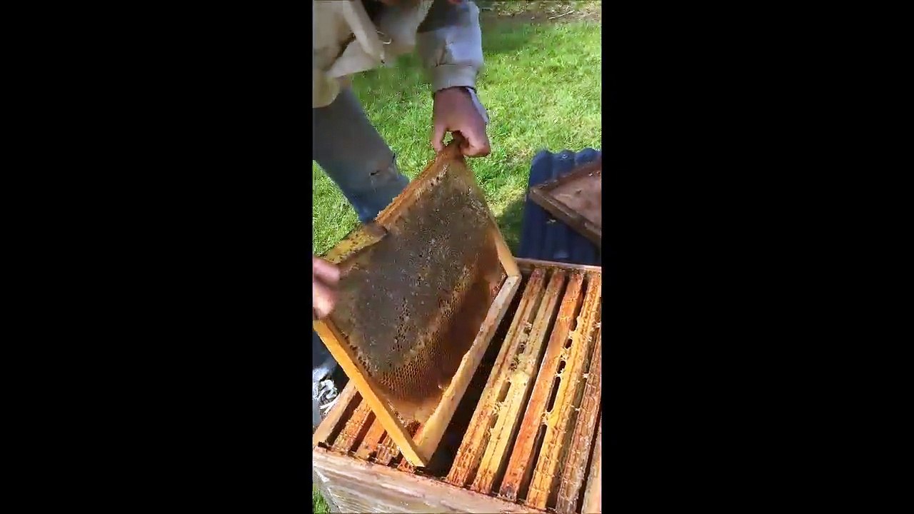 Un apiculteur breton pousse un coup de gueule c...