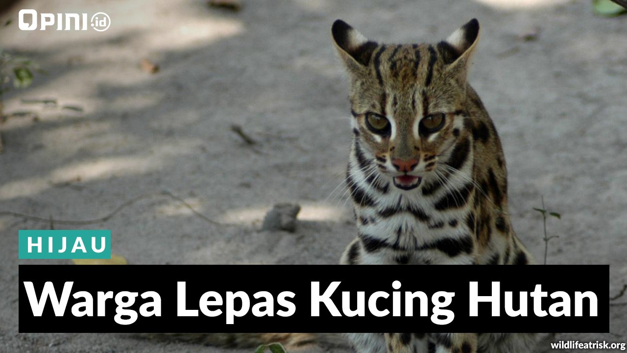 #1MENIT | Warga Lepas Kucing Hutan