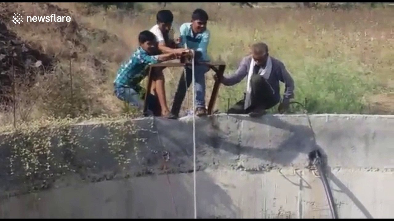 In daring rescue, villagers pull Indian antelope out of 100ft well