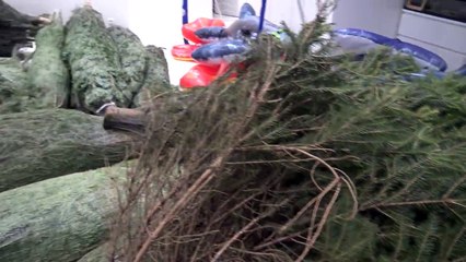 COMMENT METTRE 30 SAPINS DANS LA MAISON !! - Studio Bubble Tea