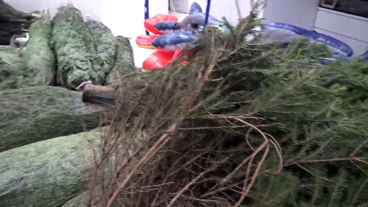 COMMENT METTRE 30 SAPINS DANS LA MAISON !! - Studio Bubble Tea