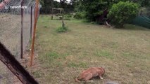 Wild cat in rehabilitation jumps 9.8 feet high to grab a bite