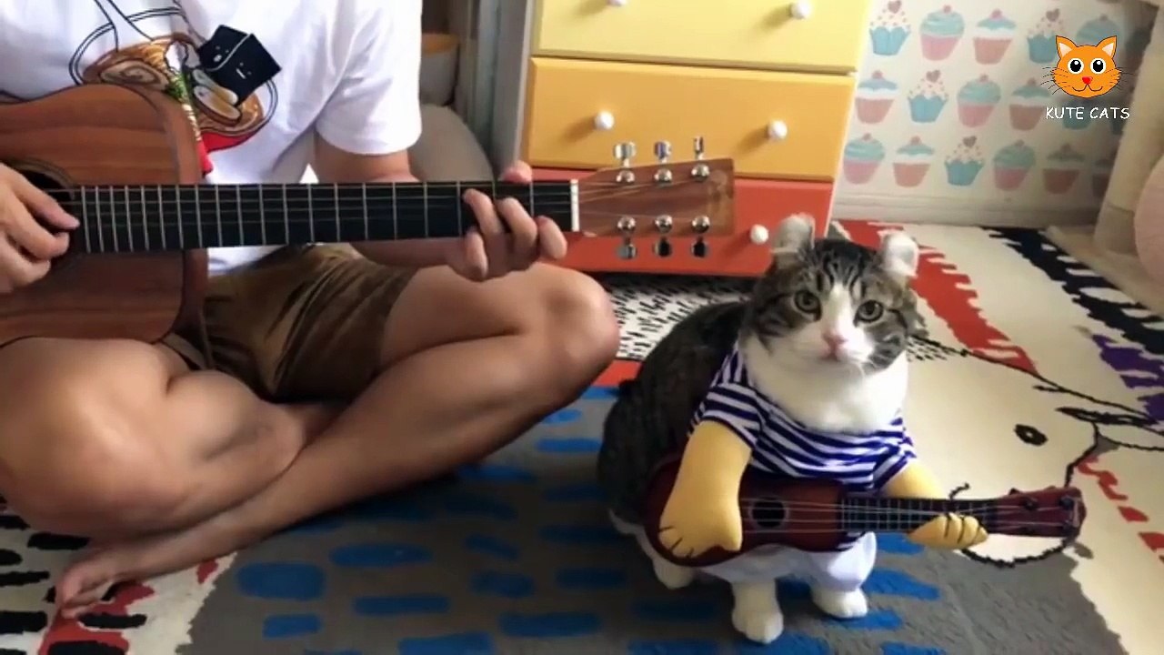 Cat Funny - Most Funny Cat Videos #104