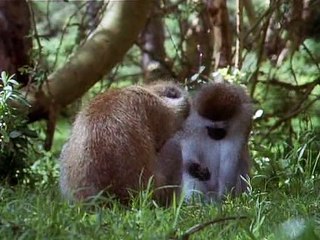 David Attenborough - Az Élet Megpróbáltatásai - 10