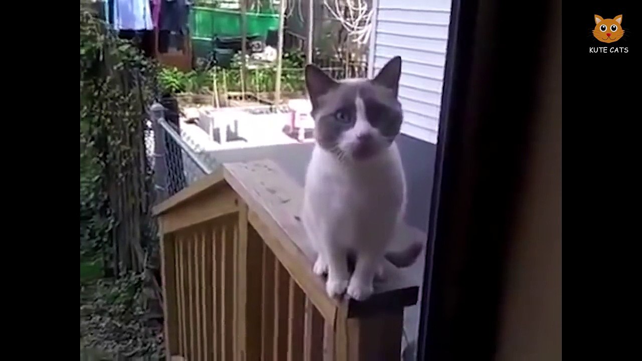 Cat Funny - Most Funny Cat Videos #165