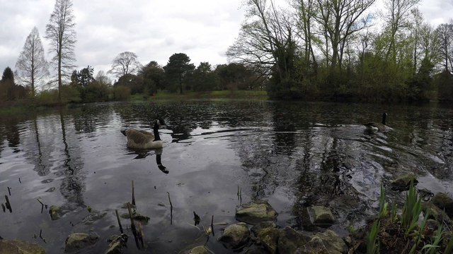 Canada Goose at Kew Gardens