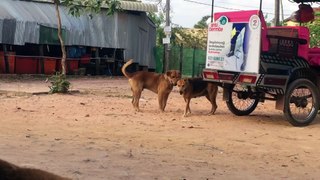 Street Dogs Sweet Love Making (part 2)