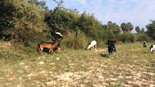 Wow! Amazing Group of Goats On The Field In Cambodia