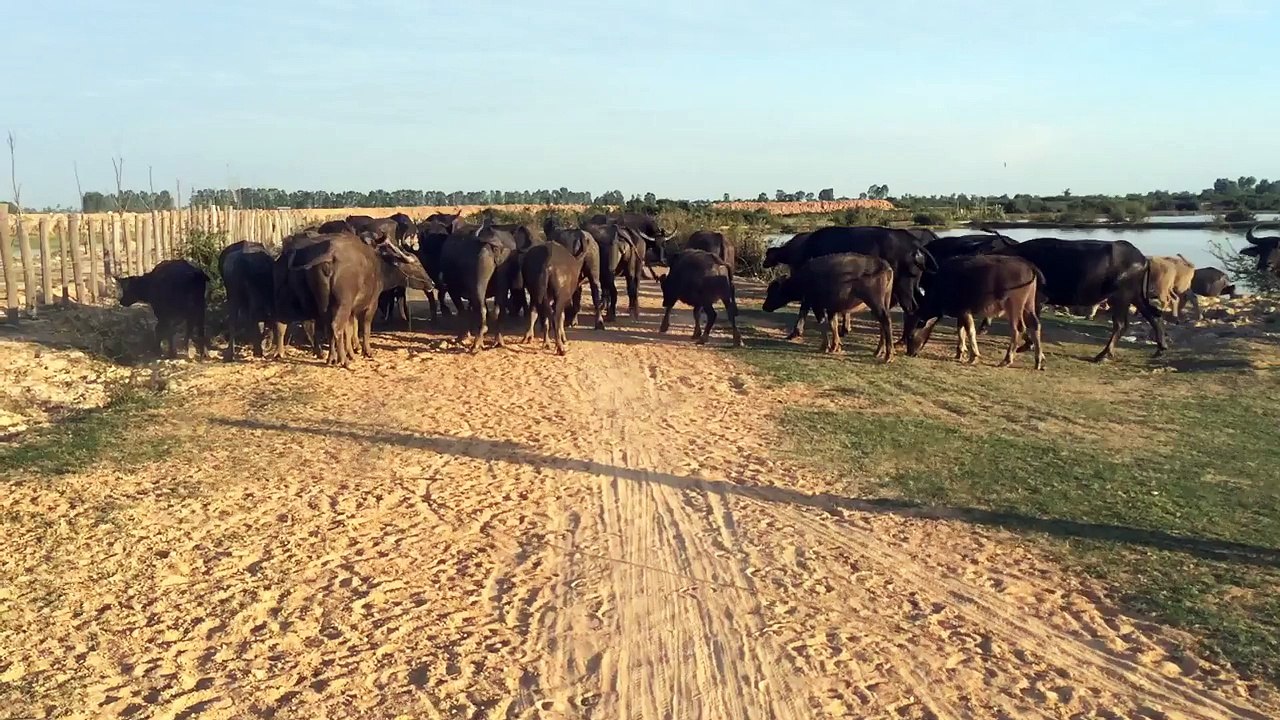 Wow! Amazing Group Of Buffaloes Playing In The Field