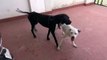 Boxer and Great Dane Breed Dog Mating Video Very Funny