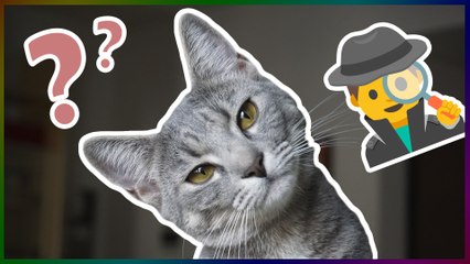 ¿ 4 gatos se esconden en estas fotos, sabrá encontrarlos ?