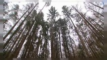 UE: stop agli abbattimenti nella foresta millenaria polacca