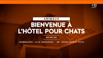 Bienvenue à l'hôtel pour chats