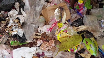 Humanos ingieren cada año miles de partículas de plástico