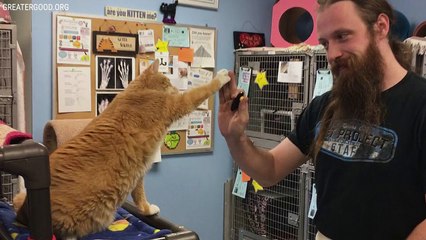 These Cats Are Learning To High-Five