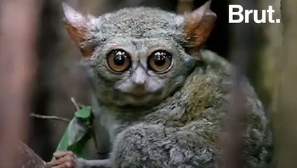 Le tarsier : un prédateur nocturne menacé par le tourisme