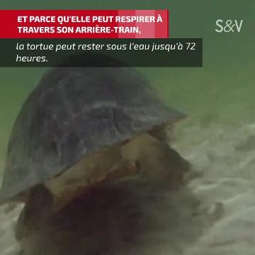 La tortue punk ajoutée à la liste des espèces en voie de disparition