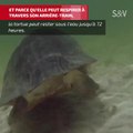 La tortue punk ajoutée à la liste des espèces en voie de disparition