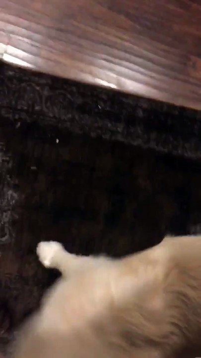 Une femme se fait voler son téléphone par son chien