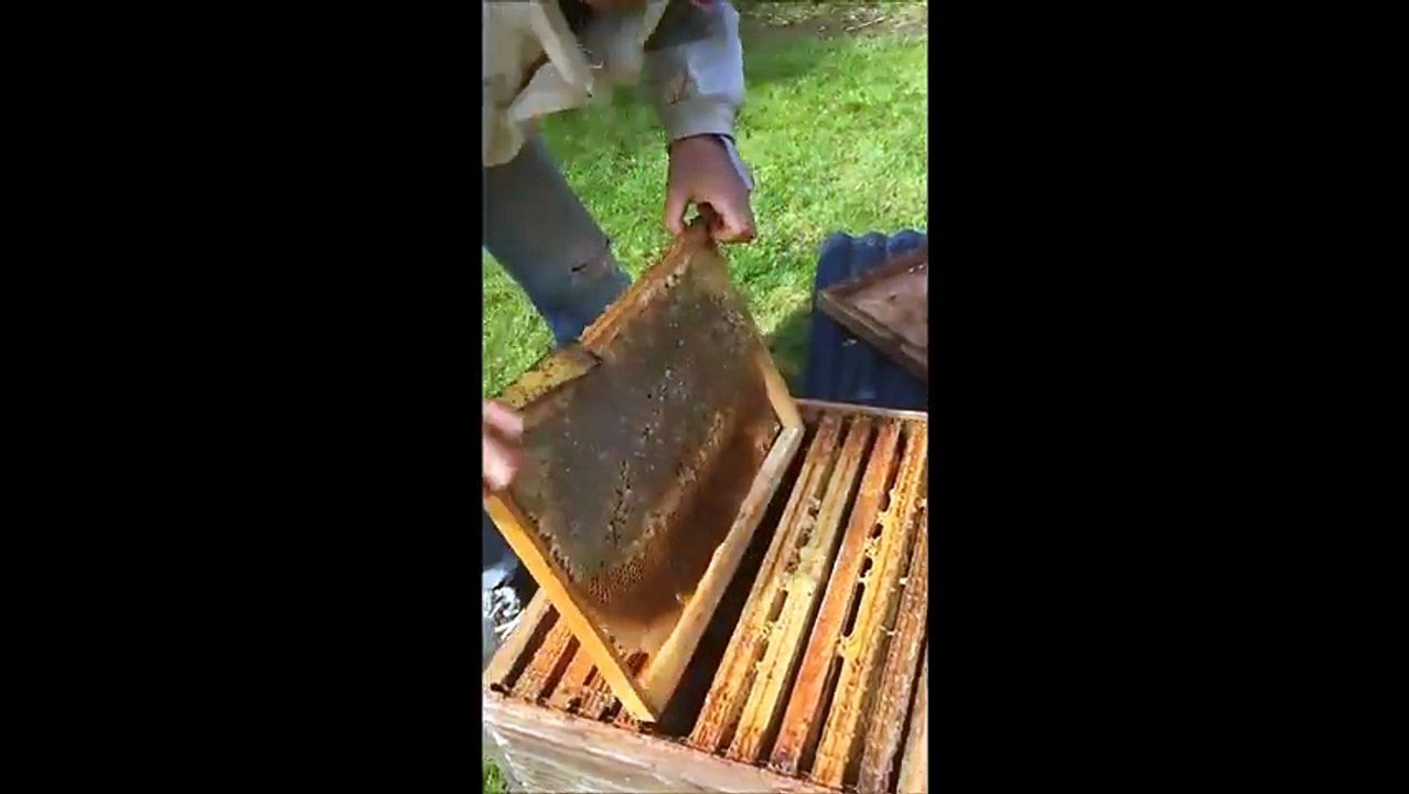 Le gros Coup de gueule d'un apiculteur du Finistère