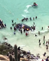 Le sauvetage incroyable d'une baleine... Beau geste