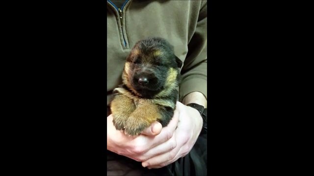 Ce chiot adorable est exténué et d'endort dans les bras de so maitre
