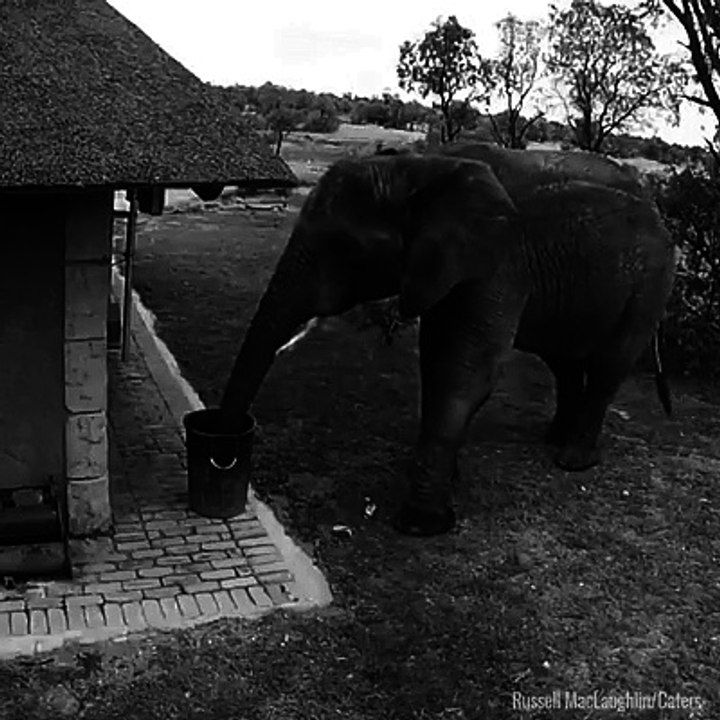 Ce éléphant jette des détritus à la poubelle... Plus propre que les hommes