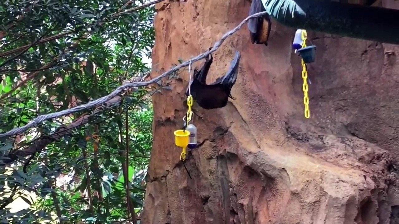 Cette chauve-souris n'a aucune pudeur... elle se soulage devant des touristes