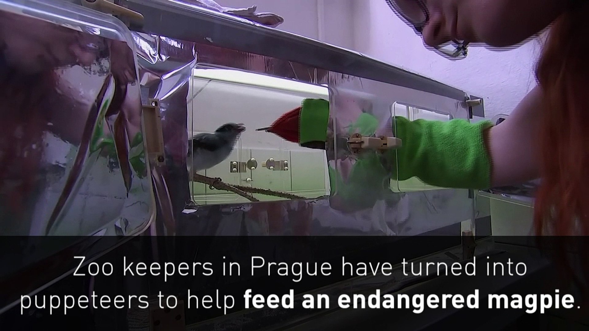 ⁣Zoo keepers use puppet to feed endangered magpie