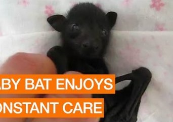 Baby Bat Enjoys Constant Care