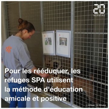 La SPA reconstruit les chiens en leur redonnant confiance en l'homme
