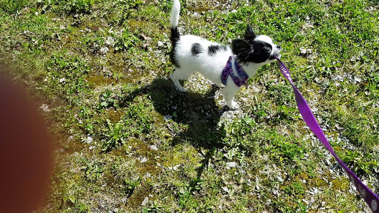 Harnais au crochet pour Nouage