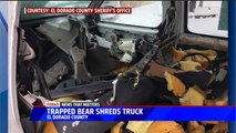Bear Locks Itself Inside Truck, Destroys It
