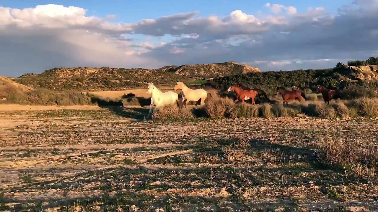 Chevaux dans les Bardenas (Bardenas Aventure)