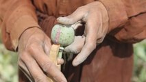 Cultivo de amapolas en Afganistán, el mayor productor de opio del mundo