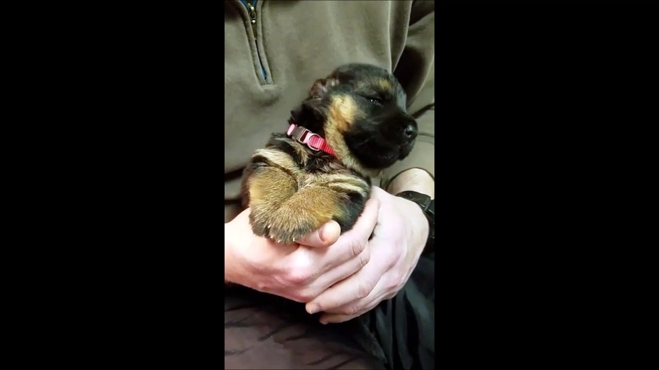 Adorable : ce petit chiot s'endort dans les bras de son maître