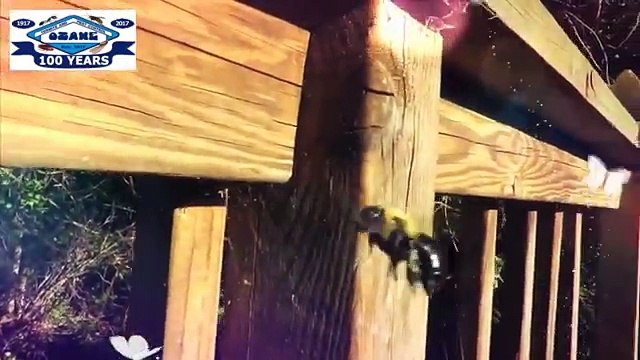 Carpenter Bees In Manahawkin NJ 732-504-3758 Ozane.com