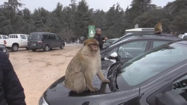 Obesity becomes biggest threat to Morocco’s fat barbary macaques