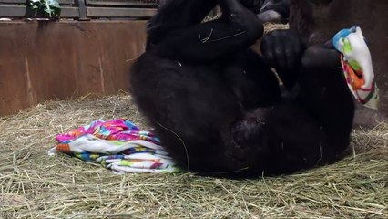 Bebê gorila nasce em Washington