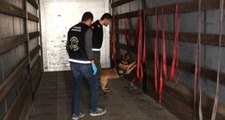 TIR'da 4 Milyon Liralık Uyuşturucuyu Dedektör Köpek 