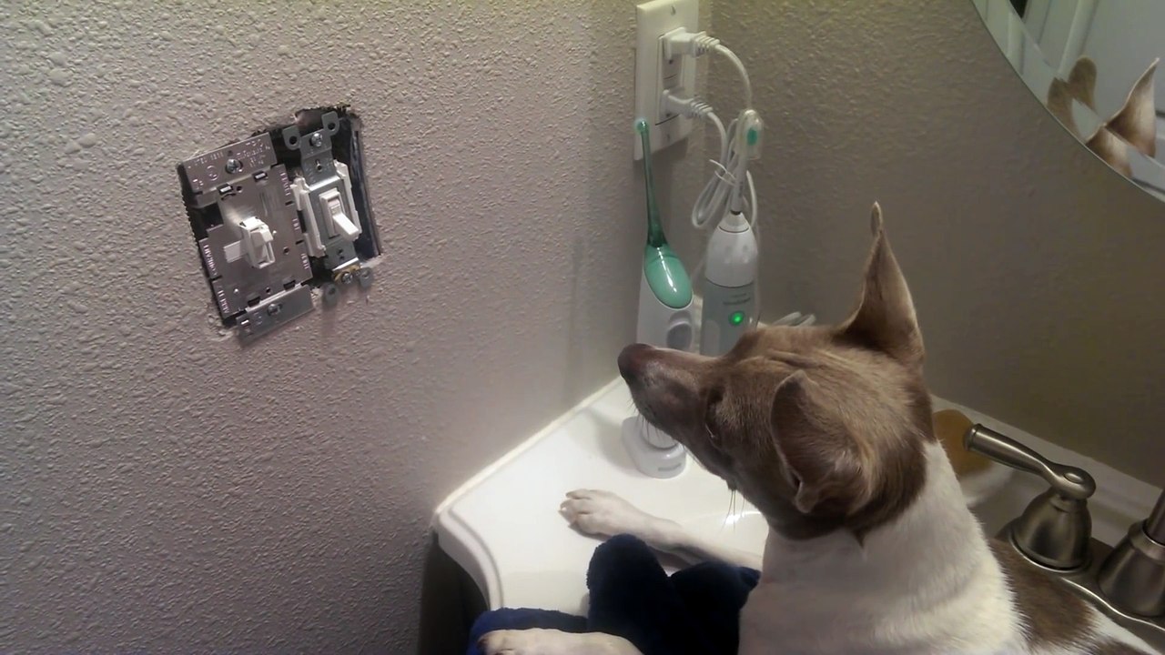 Une souris dans une prise électrique cherche les embrouilles à un chien et va le regretter