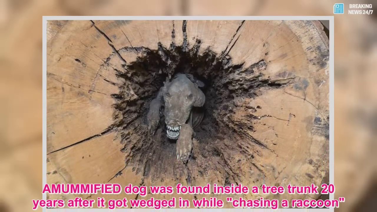 Ils retrouvent un chien momifié dans un tronc d'arbre