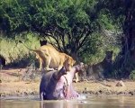 Un hippopotame en décomposition explose et fait fuir les lions venus le dévorer