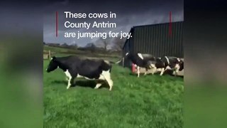 County Antrim cows jump for joy after winter indoors
