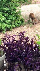 Wild Cat on the Prowl