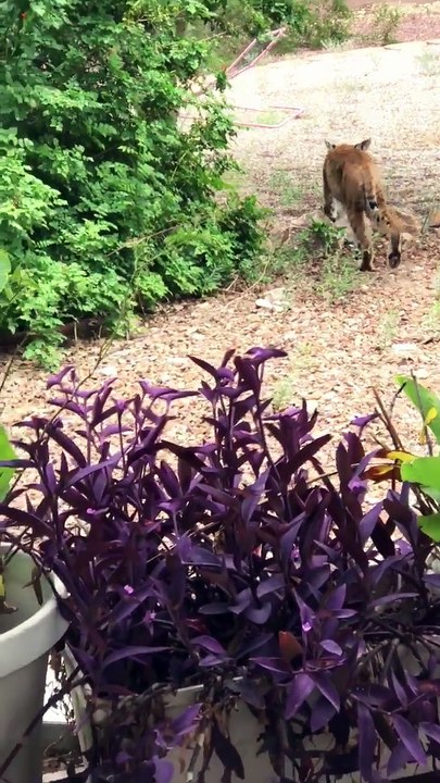 Wild Cat on the Prowl