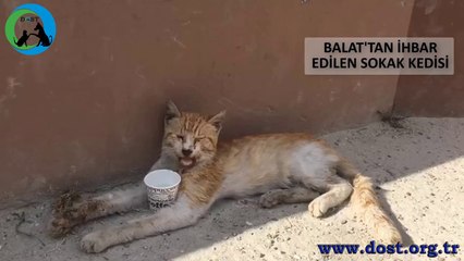Yaralı Sokak Kedisi - Dost Derneği