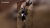 Goat shows off her balancing skills by running on a barrel