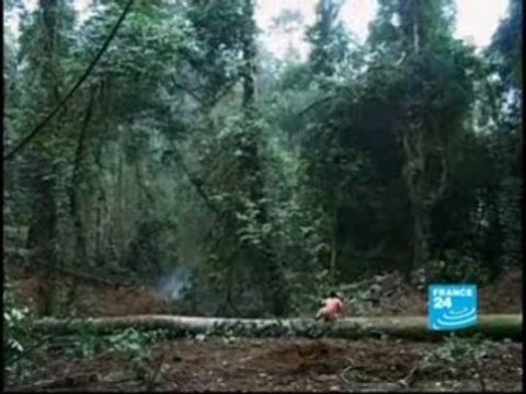 Palm oil ecological disaster-FR-Reportage-FRANCE24